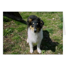 Collie Pup Card