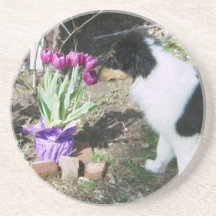 Collie Pup Smells the flowers Coaster