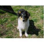 COLLIE PUPPY photo sculptures