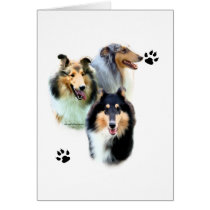 Collie Trio