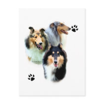 Collie Trio