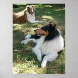 Collies At Rest -Poster