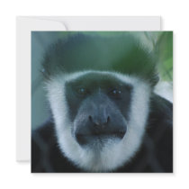 Colobus Monkey Invitations