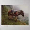 Colombian Donkey InThe Fog posters