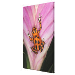 Colon Isle Dart Frog, Oophaga pumilio Canvas Print