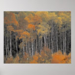 Color Fall Poster