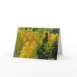 Colorado Aspen Grove Greeting Card