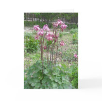 Colorado Columbine Birthday Card