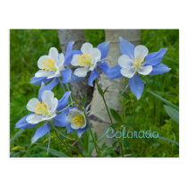 Colorado columbine postcards