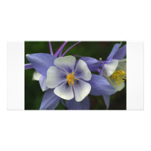 colorado columbine wildflower greeting card photo cards