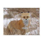 Colorado Red Fox postcards