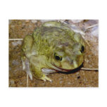 Colorado River Toad Bufo alvarius postcards