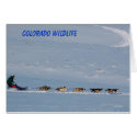 Colorado Wildlife cards