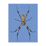 Colorful Banana Spider Close Up Post Card