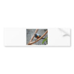 colorful bird bumper stickers