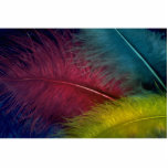 Colorful Colored feathers Acrylic Cut Out