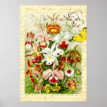 Colorful Orchids and yellow butterfly posters
