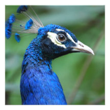 Colorful Peafowl Invitations