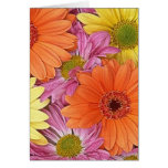 colorful pink orange and yellow daisies note card