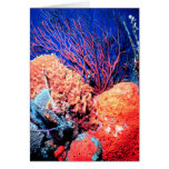Colorful Sea Sponge Card-All Occasion