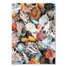 Colorful Seashells Photo Art
