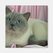 Colorpoint Shorthair, lilac colorpoint Refrigerator Magnet