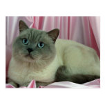 Colorpoint Shorthair, lilac colorpoint Post Cards