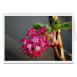Colors of spring cards