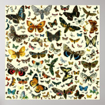 Colossal Butterfly Poster