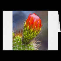 Colour Cacti Bloom cards