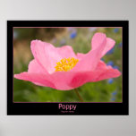 Colour Framed Pink Poppy Photograph Close-up Posters