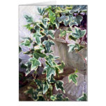 Colour Ivy