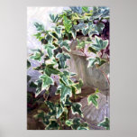 Colour Ivy