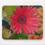 Colour Me Daisy mousepads