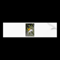 Colour of Spring bumper stickers