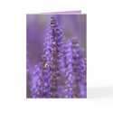 Colour of Summer Blank Greeting Card