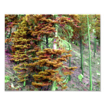 Colour Tree