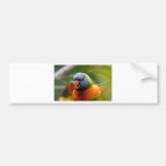 Colourbird Bumper Stickers