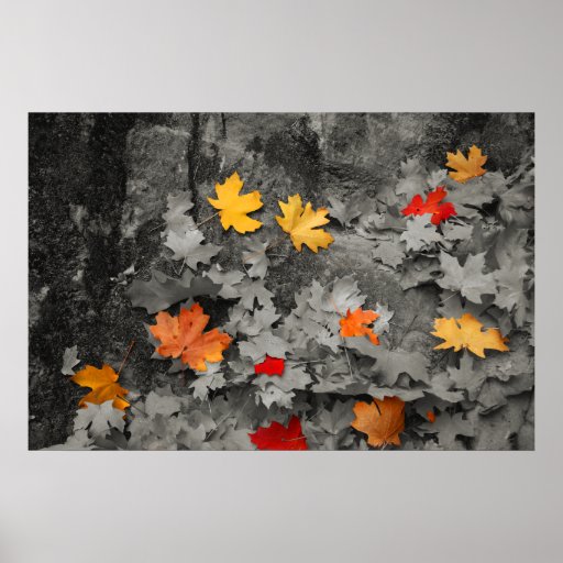 Coloured Leaves in a Black and White World Poster