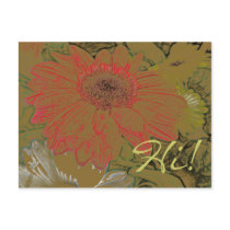 Colourful African Daisies Hi! Postcard