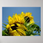 Colourful art prints Bright Yellow Sunflowers Sky