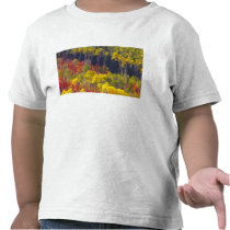 Colourful aspens in Logan Canyon Utah in the