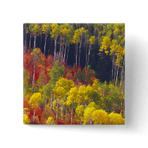Colourful aspens in Logan Canyon Utah in the