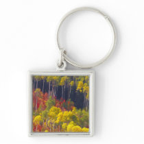 Colourful aspens in Logan Canyon Utah in the