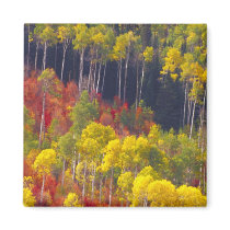 Colourful aspens in Logan Canyon Utah in the