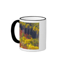 Colourful aspens in Logan Canyon Utah in the Coffee Mug