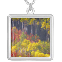 Colourful aspens in Logan Canyon Utah in the