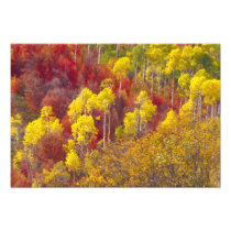 Colourful aspens in Logan Canyon Utah in the
