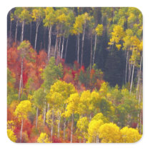 Colourful aspens in Logan Canyon Utah in the
