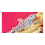 Colourful Bearded Dragon
